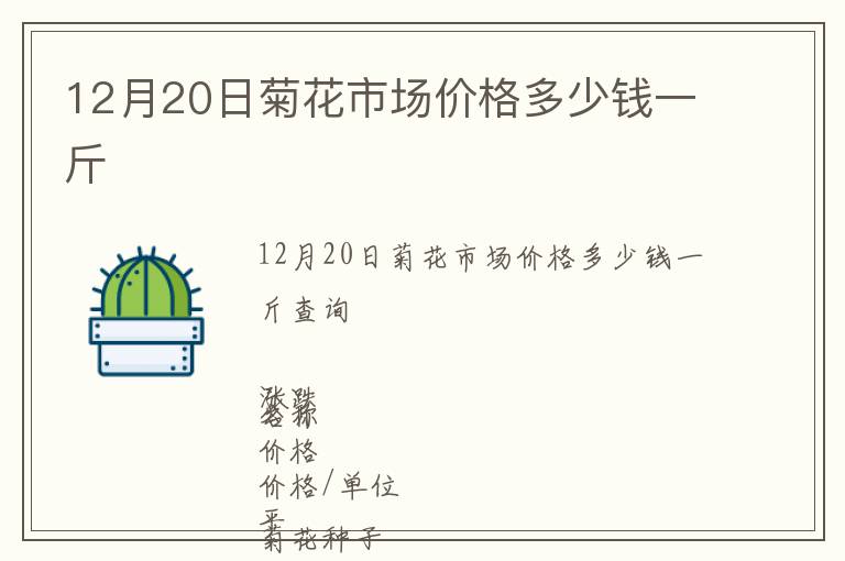 12月20日菊花市場價格多少錢一斤