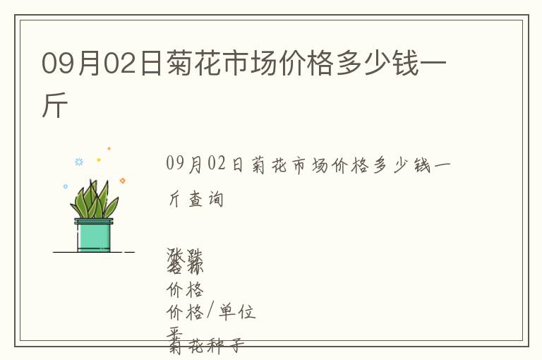 09月02日菊花市場價格多少錢一斤