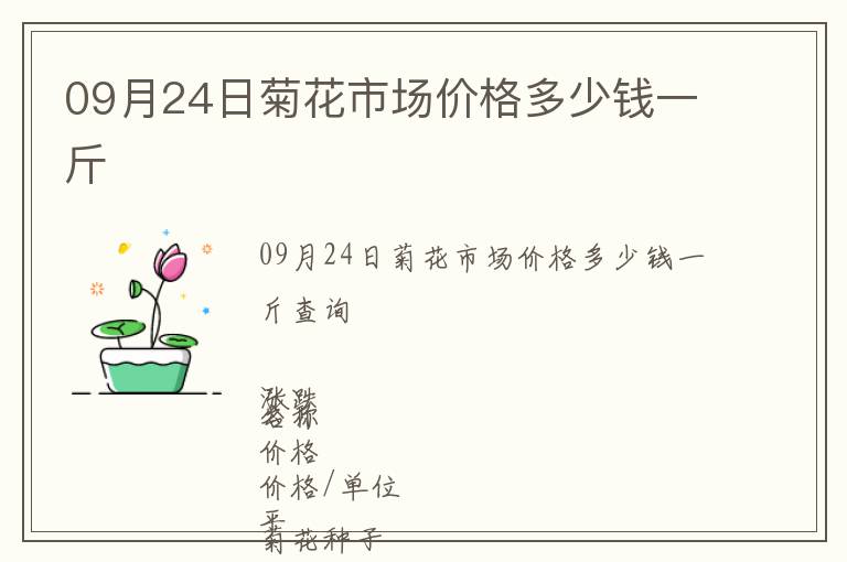 09月24日菊花市場價(jià)格多少錢一斤